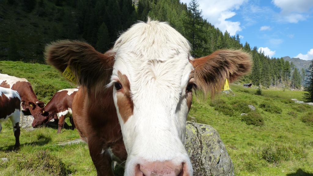 Appartamento Schieplechnerhof Schladming Esterno foto